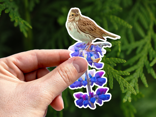 Song Sparrow